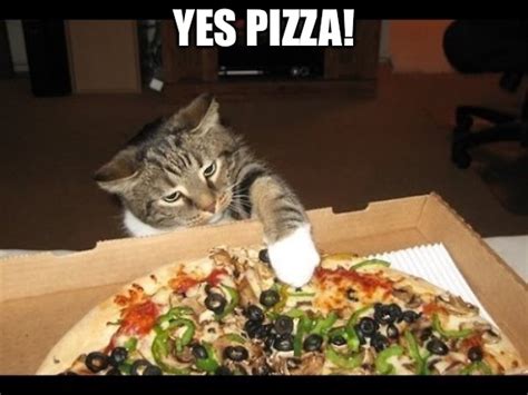 cat pizza meme